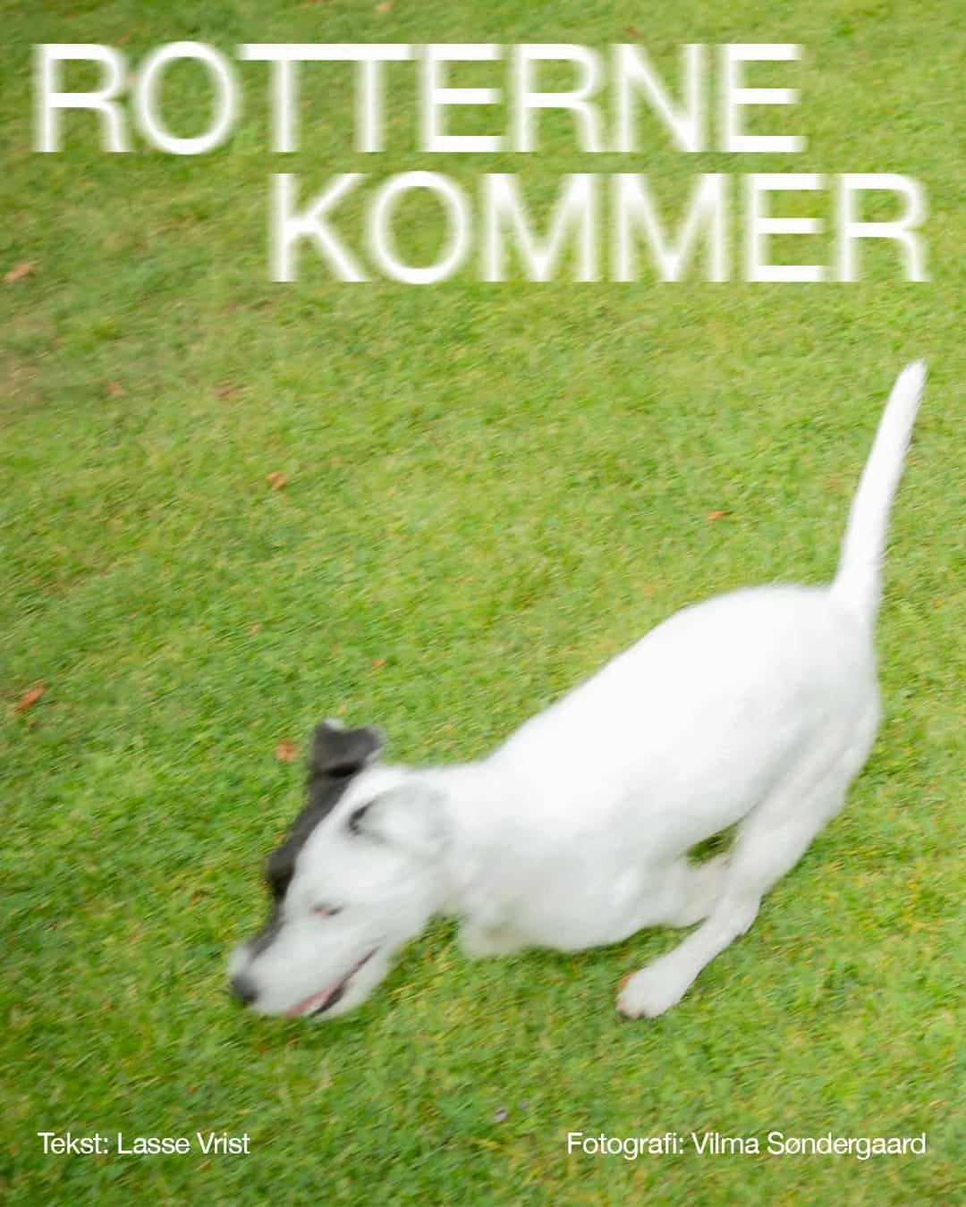 Rotterne kommer